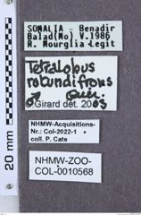 Etikette zu Tetralobus rotundifrons (NHMW-ZOO-COL-0010568)